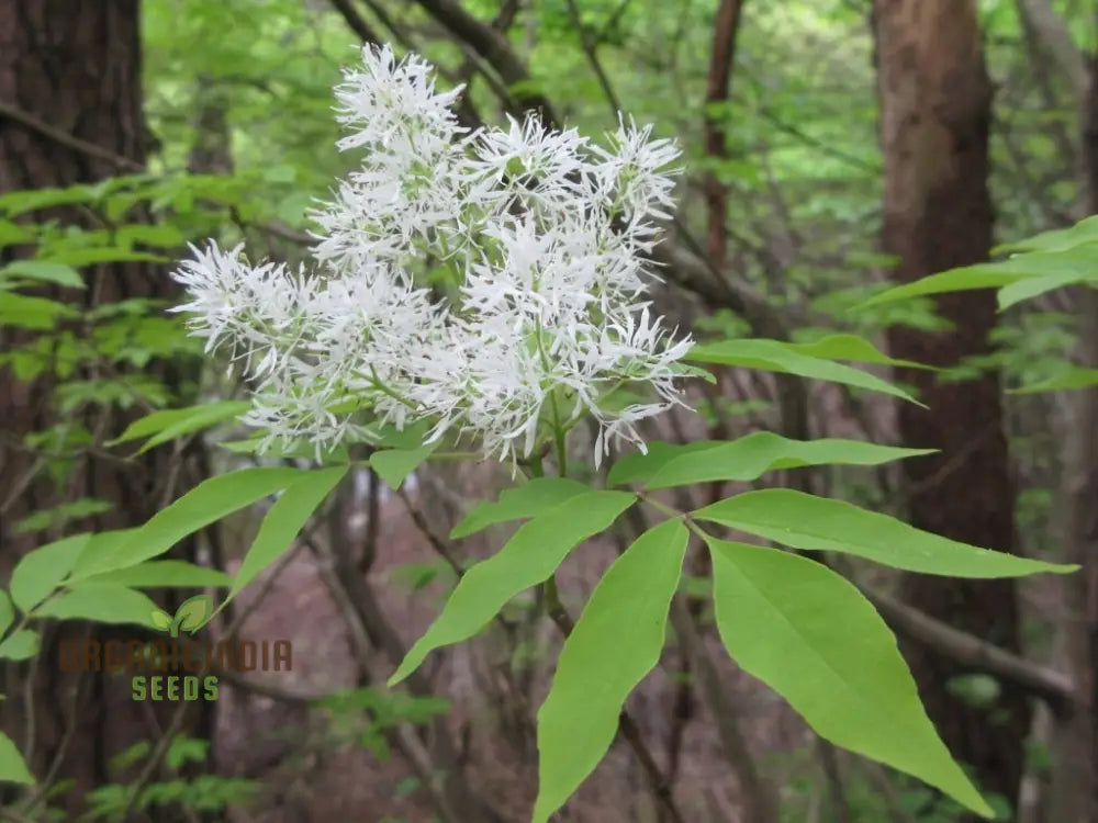 Fraxinus Sieboldiana Seeds - Premium Planting For Your Garden