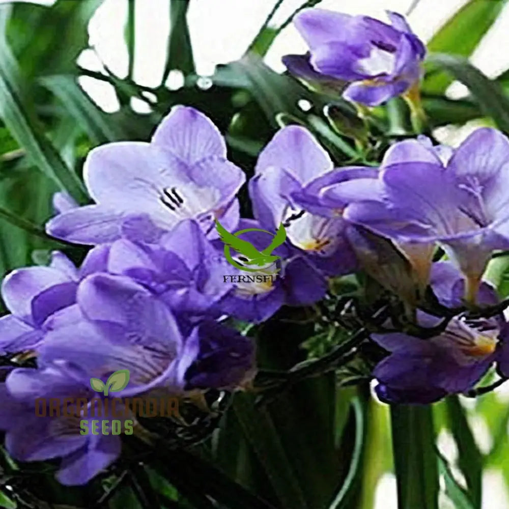 Freesia Single Blue Plant Bulbs For Gardening - Fragrant Form Blue-Violet (3 Planting)