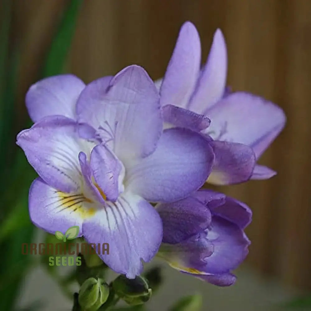 Freesia Single Blue Plant Bulbs For Gardening - Fragrant Form Blue-Violet (3 Planting)