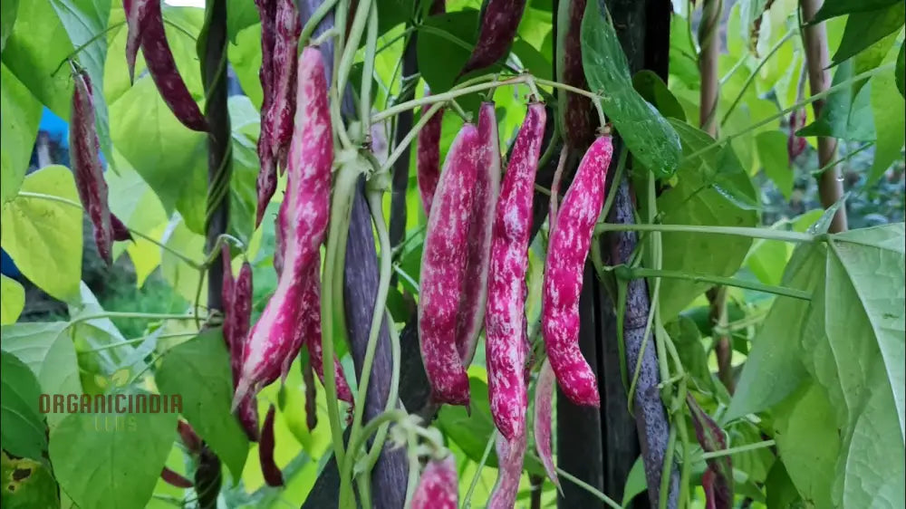 French Bean Borlotto Lingua Di Fuoco Seeds For Planting - Perfect Home Gardening Vibrant Harvests