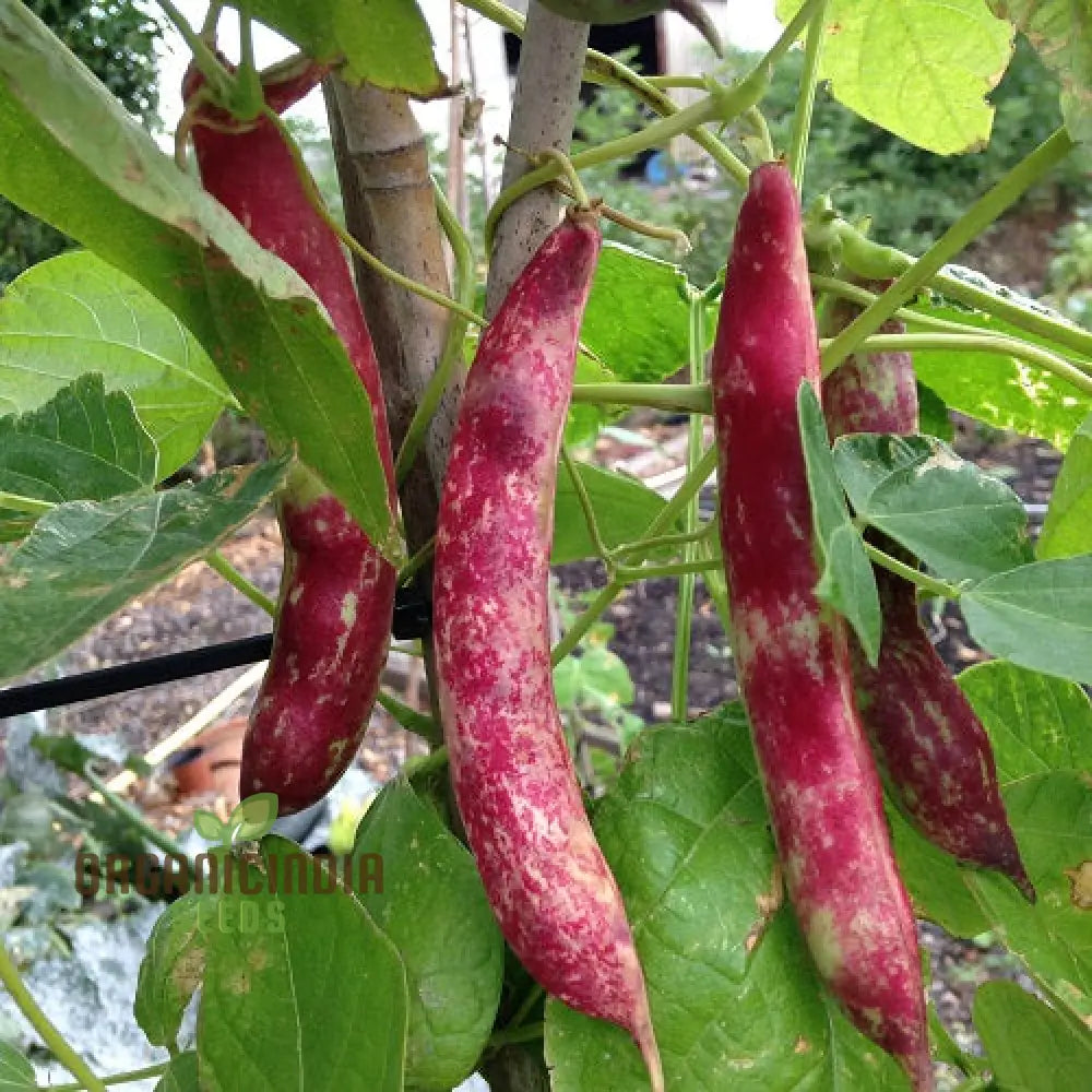 French Bean Borlotto Lingua Di Fuoco Seeds For Planting - Perfect Home Gardening Vibrant Harvests