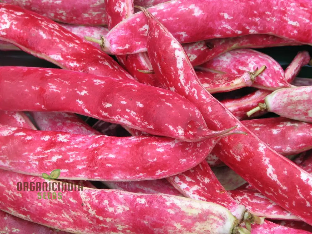 French Bean Borlotto Lingua Di Fuoco Seeds For Planting - Perfect Home Gardening Vibrant Harvests