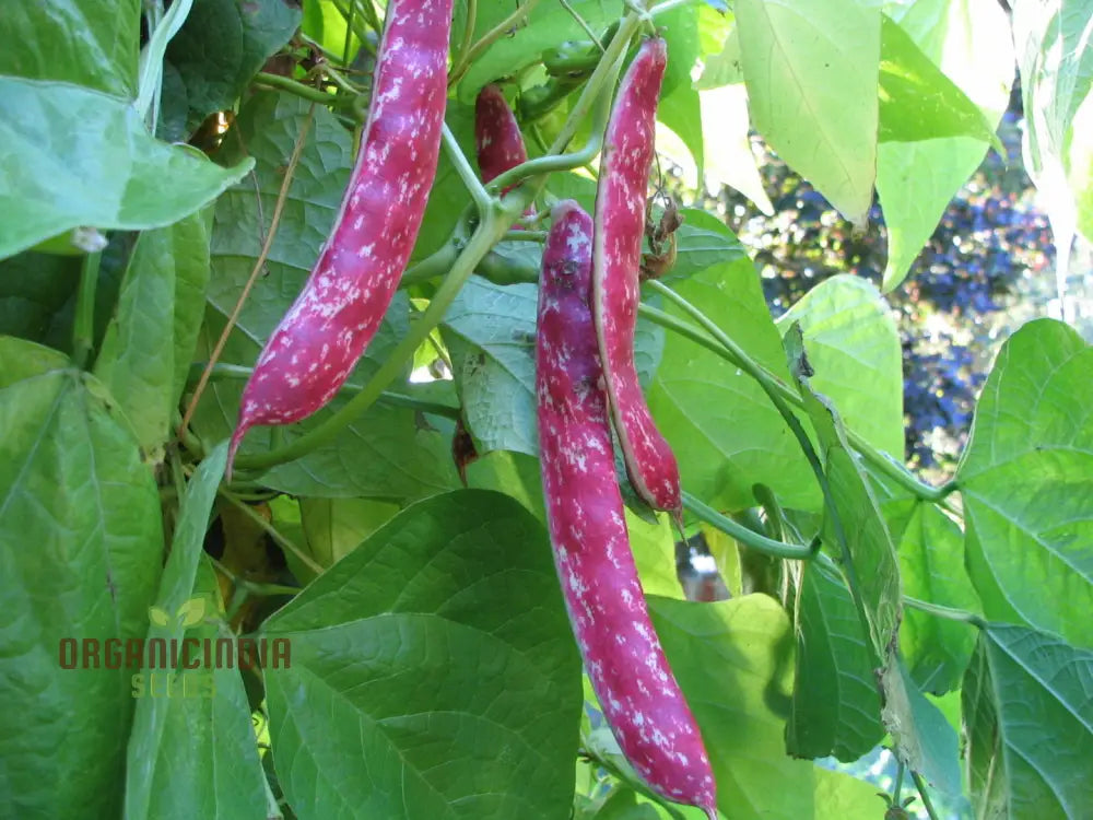 French Bean Borlotto Lingua Di Fuoco Seeds For Planting - Perfect Home Gardening Vibrant Harvests