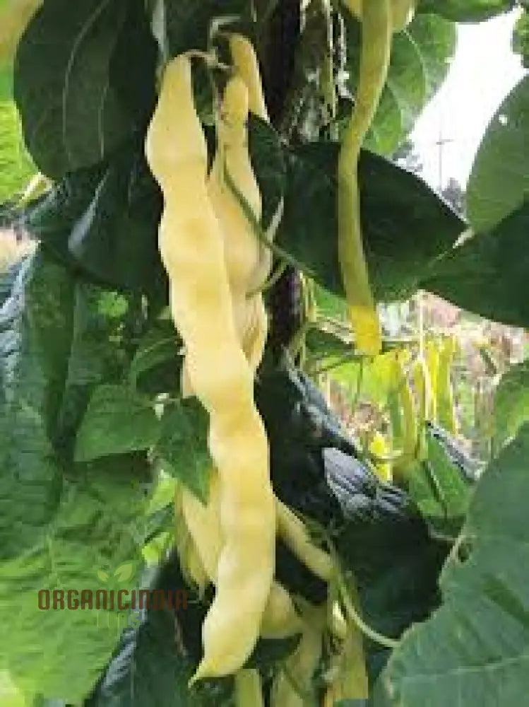 French Bean Goldfield Seeds For Gardening | High-Yield Organic And Easy-To-Grow Bean Seeds Lush