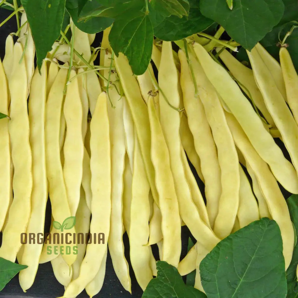 French Bean Goldfield Seeds For Gardening | High-Yield Organic And Easy-To-Grow Bean Seeds Lush