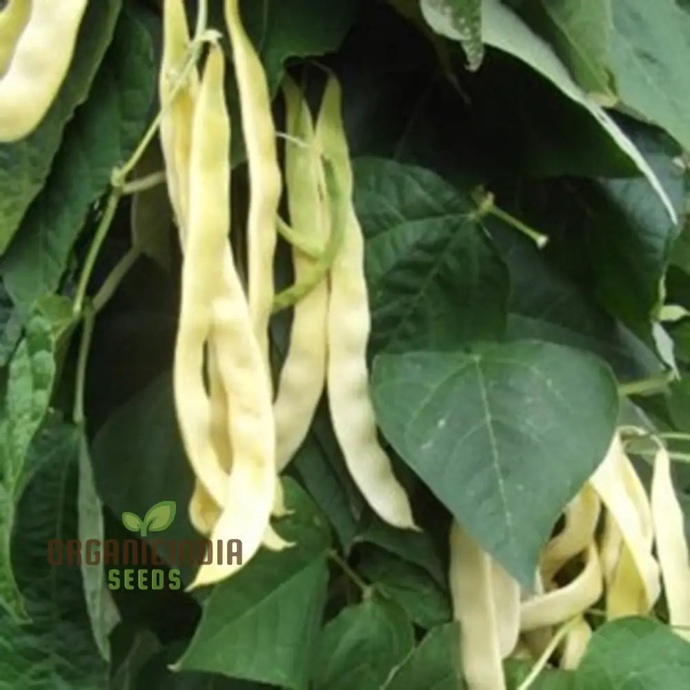 French Bean Goldfield Seeds For Gardening | High-Yield Organic And Easy-To-Grow Bean Seeds Lush