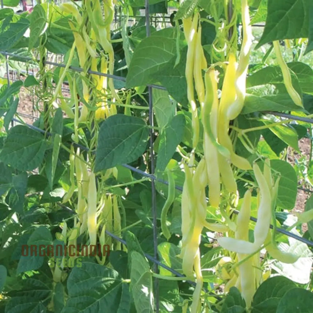 French Bean Goldfield Seeds For Gardening | High-Yield Organic And Easy-To-Grow Bean Seeds Lush