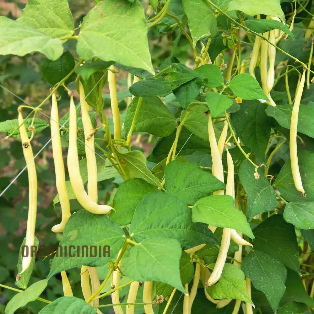 French Bean Goldfield Seeds For Gardening | High-Yield Organic And Easy-To-Grow Bean Seeds Lush