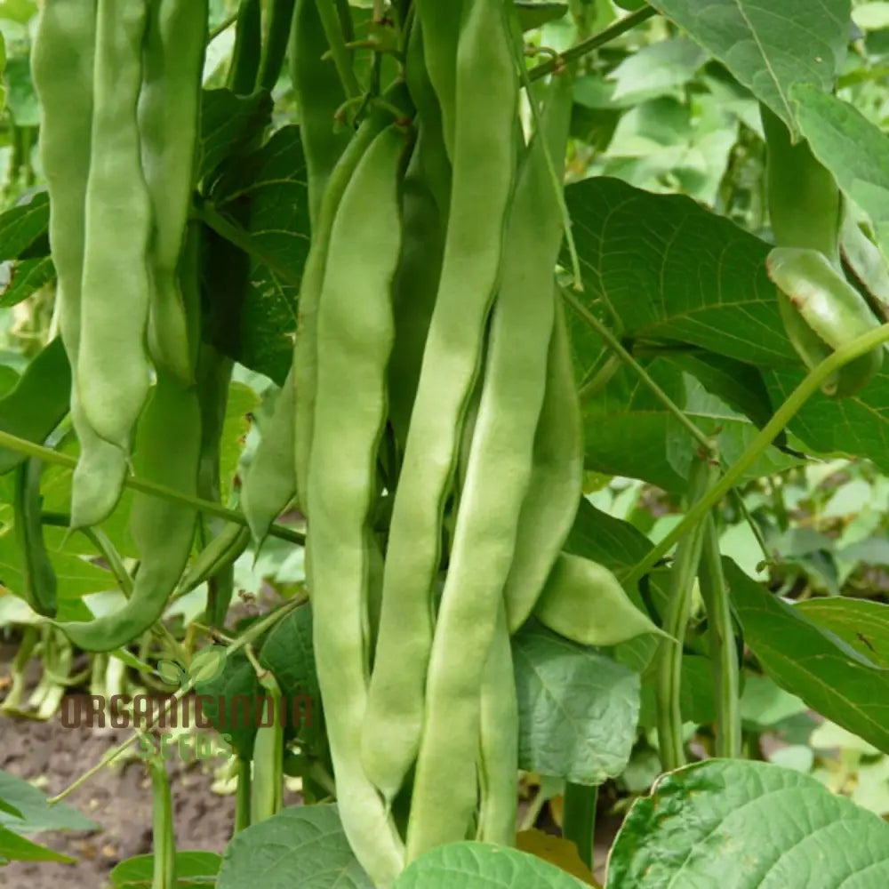 French Bean Hunter Seeds For Lush Bountiful Gardens - Ideal Seasoned Gardeners & Enthusiasts