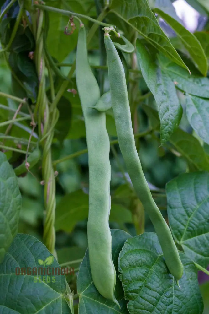 French Bean Hunter Seeds For Lush Bountiful Gardens - Ideal Seasoned Gardeners & Enthusiasts