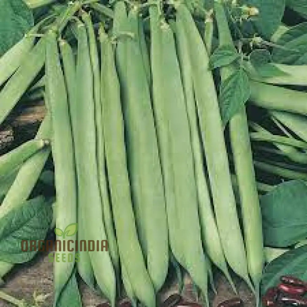 French Bean Hunter Seeds For Lush Bountiful Gardens - Ideal Seasoned Gardeners & Enthusiasts