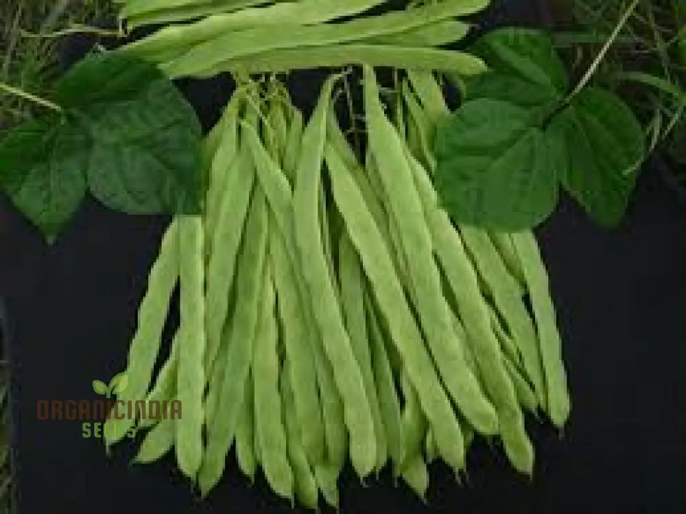 French Bean Hunter Seeds For Lush Bountiful Gardens - Ideal Seasoned Gardeners & Enthusiasts