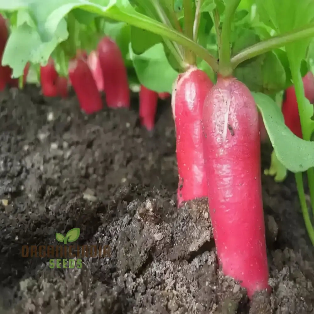 French Breakfast Radish Seeds - Grow Your Own Crisp And Flavorful Radishes