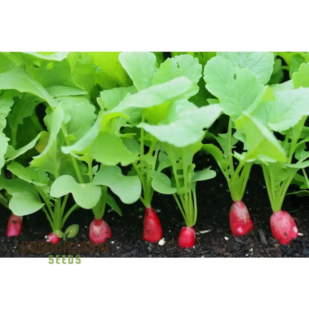 French Breakfast Radish Seeds - Grow Your Own Crisp And Flavorful Radishes