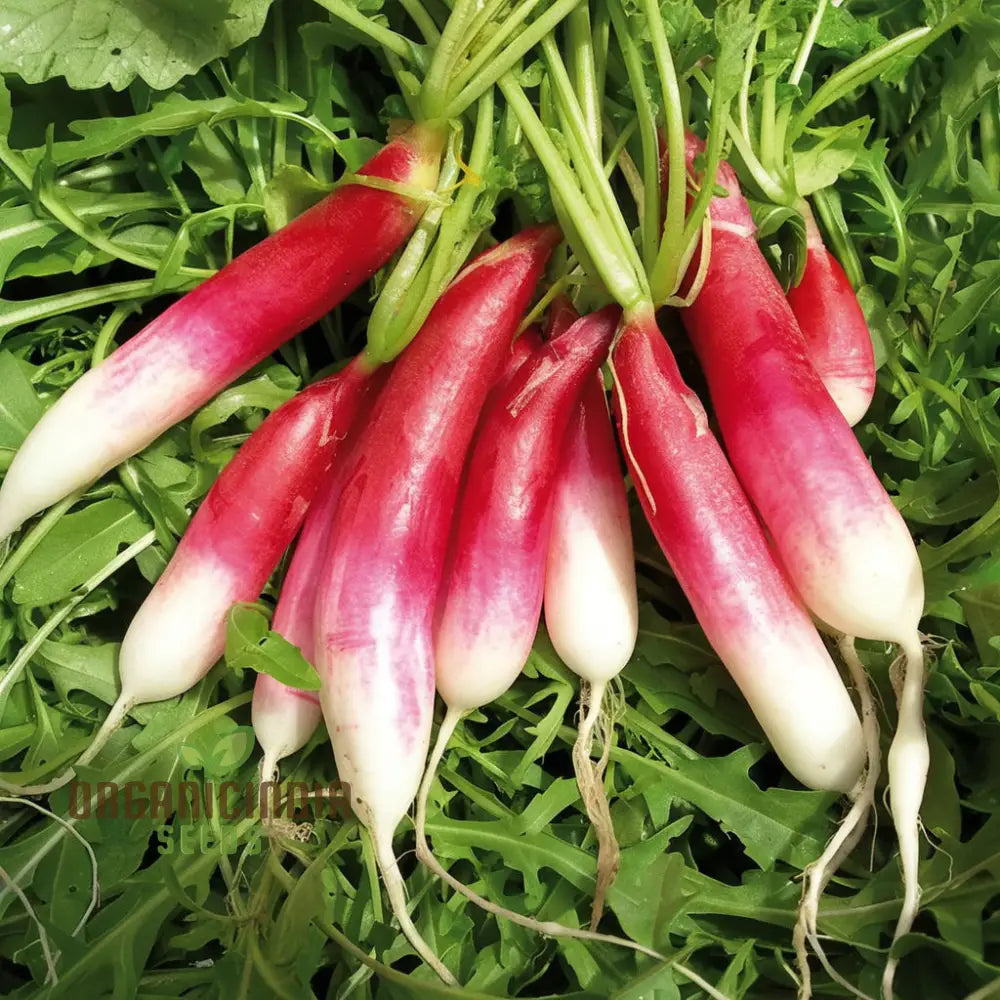 French Breakfast Radish Seeds - Grow Your Own Crisp And Flavorful Radishes