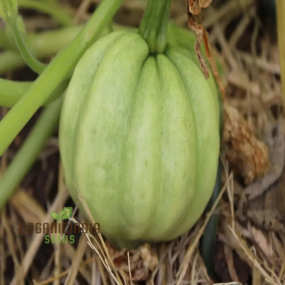 French Heirloom Galeux D’eysines Squash Vegetable Seeds - Unique Flavorful Vegetable For Your