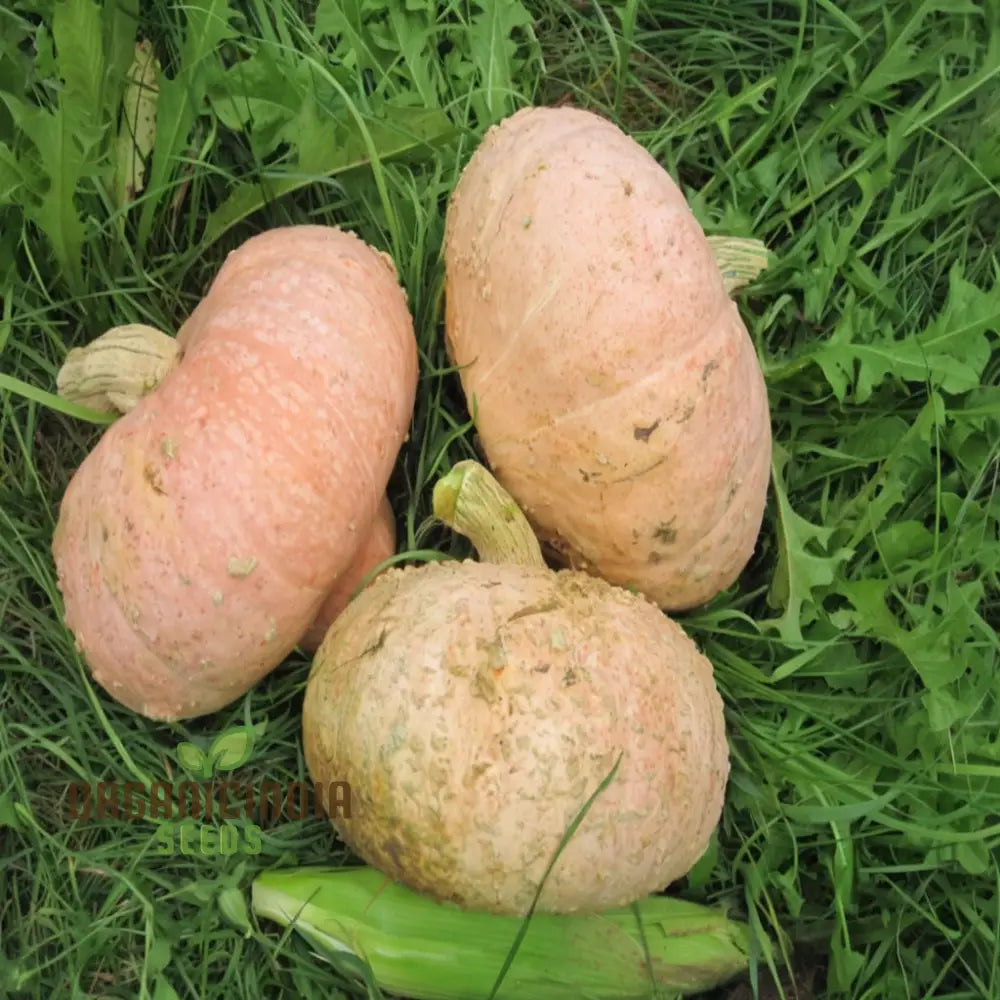 French Heirloom Galeux D’eysines Squash Vegetable Seeds - Unique Flavorful Vegetable For Your