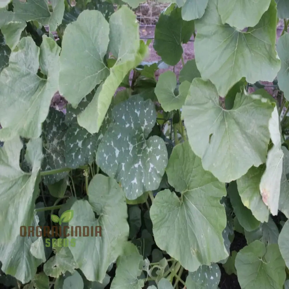 French Heirloom Galeux D’eysines Squash Vegetable Seeds - Unique Flavorful Vegetable For Your