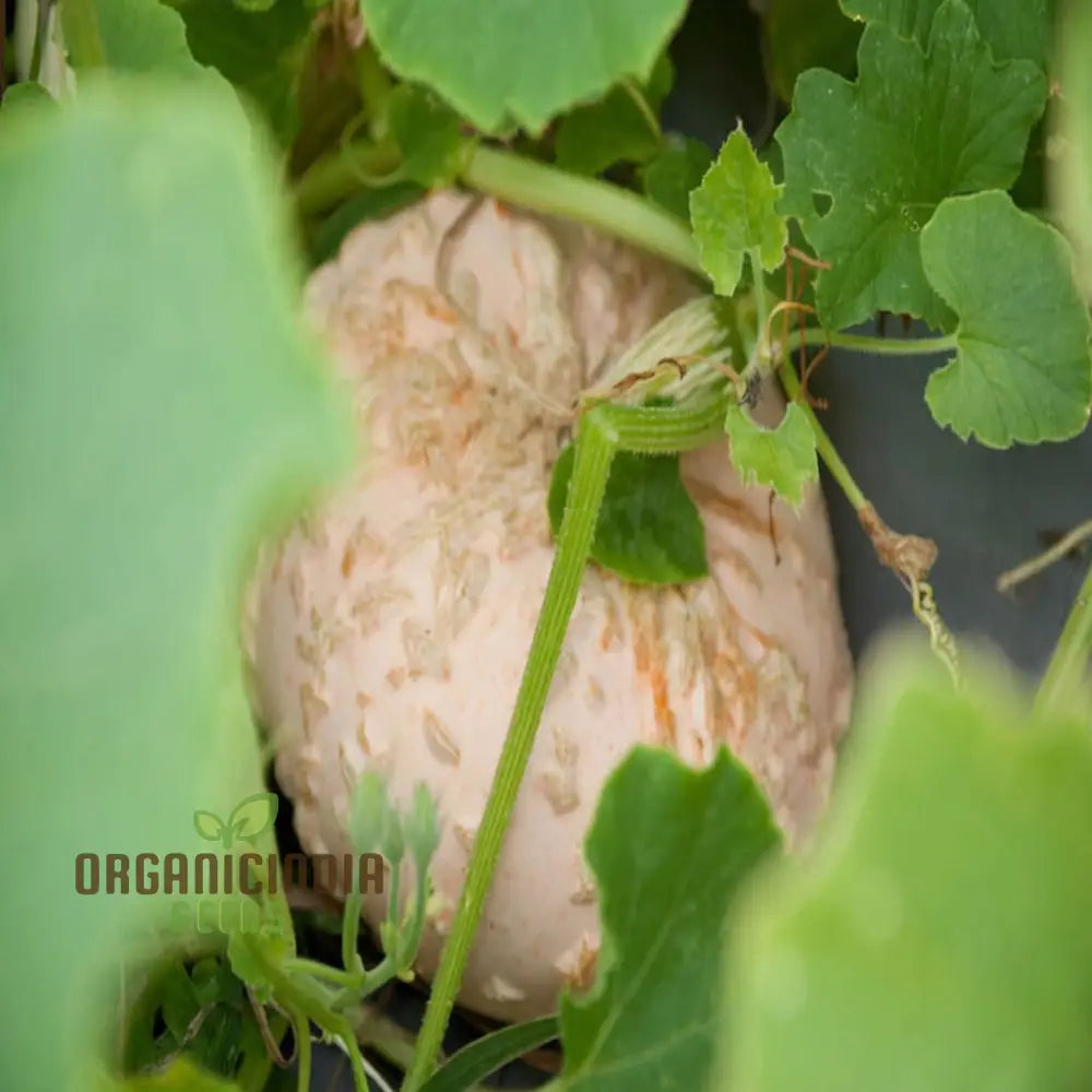 French Heirloom Galeux D’eysines Squash Vegetable Seeds - Unique Flavorful Vegetable For Your