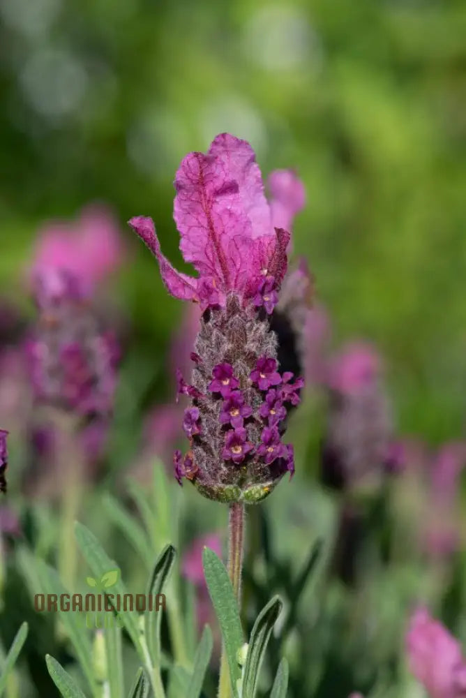 French Lavender (Lavandula Stoechas) Flower Seeds Cultivating Fragrance And Beauty In Your Garden