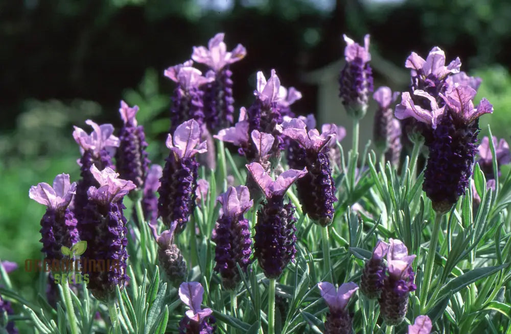 French Lavender (Lavandula Stoechas) Flower Seeds Cultivating Fragrance And Beauty In Your Garden