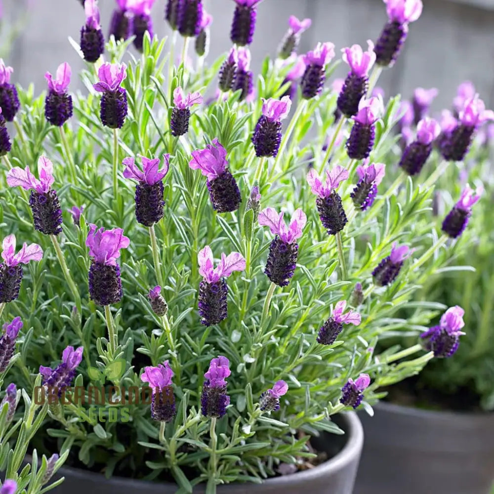 French Lavender (Lavandula Stoechas) Flower Seeds Cultivating Fragrance And Beauty In Your Garden