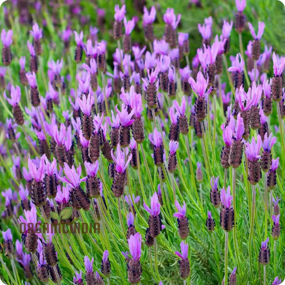 French Lavender (Lavandula Stoechas) Flower Seeds Cultivating Fragrance And Beauty In Your Garden