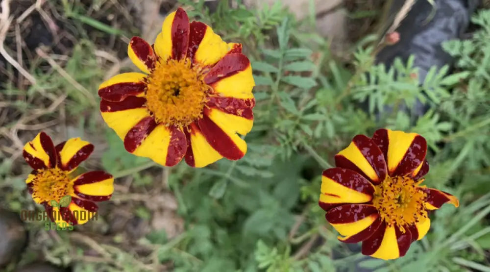 French Marigold Seeds - Court Jester Variety 50 | Organic Gardening