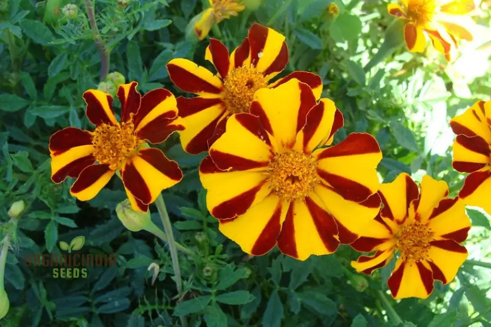 French Marigold Seeds - Court Jester Variety 50 | Organic Gardening