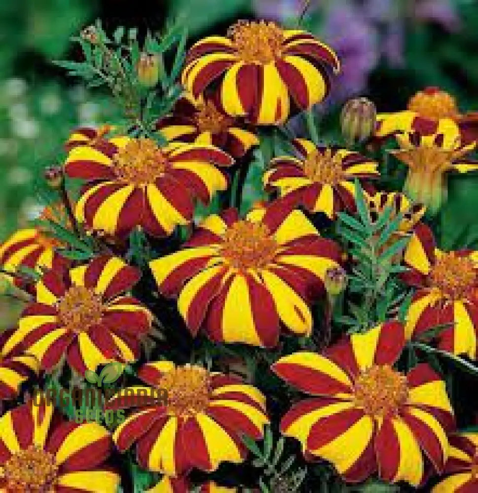 French Marigold Seeds - Court Jester Variety 50 | Organic Gardening