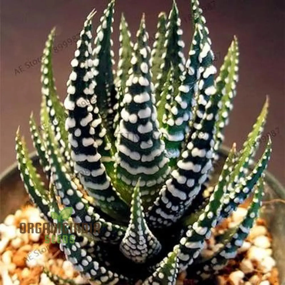 Fresh 100Pcs Edible Aloe Vera Plant Dark Green And White Seeds