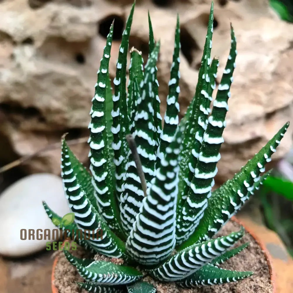 Fresh 100Pcs Edible Aloe Vera Plant Dark Green And White Seeds