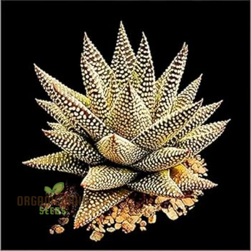 Fresh 100Pcs Edible Aloe Vera Plant Dark Green And White Seeds