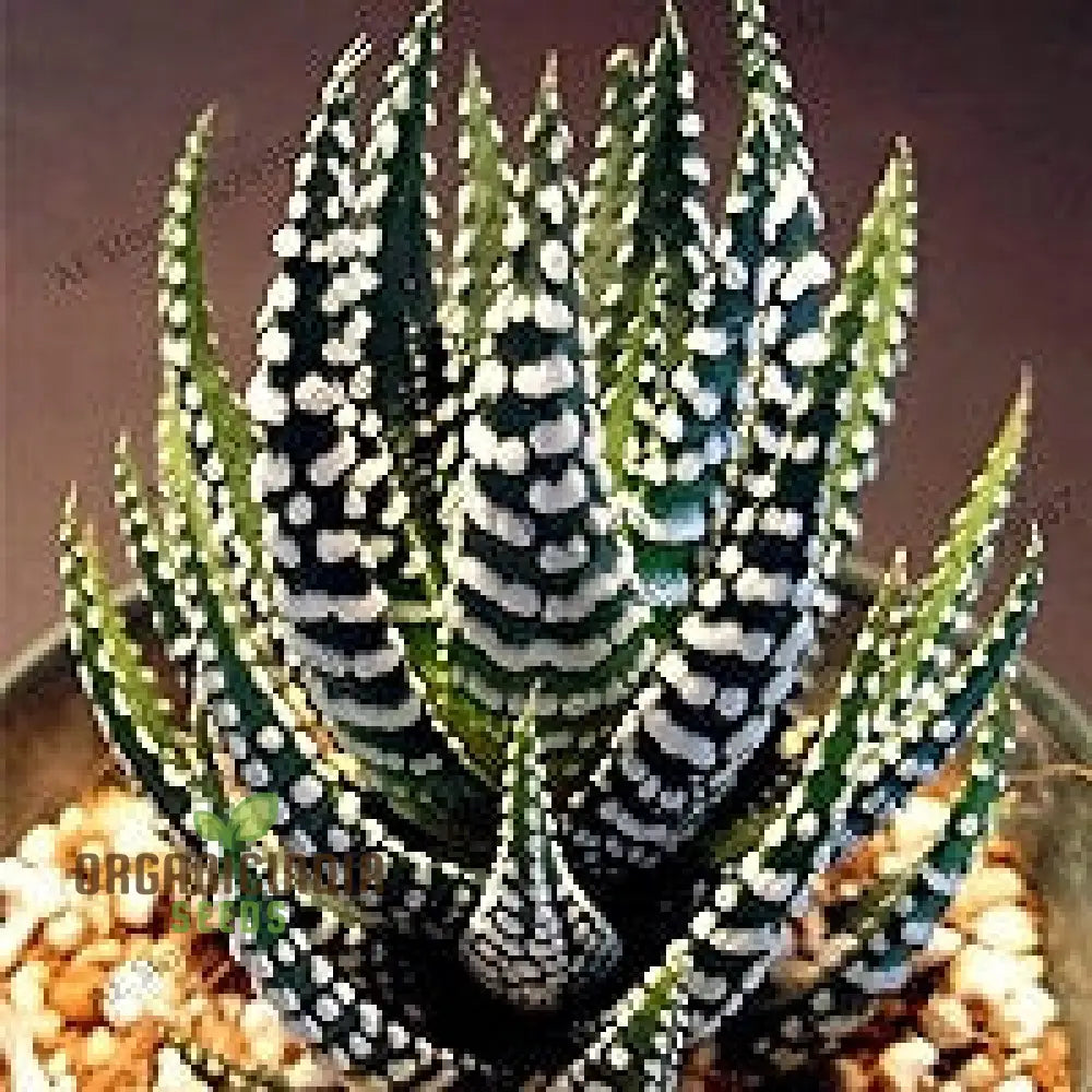 Fresh 100Pcs Edible Aloe Vera Plant Dark Green And White Seeds