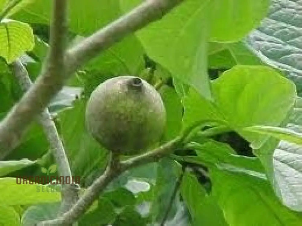 Fresh Genipa Americana Seeds Green Tree 5Pcs