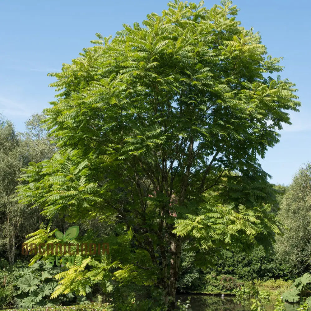 Fresh Green Toona Tree Seeds Grow Your Own Verdant Oasis With Premium Planting