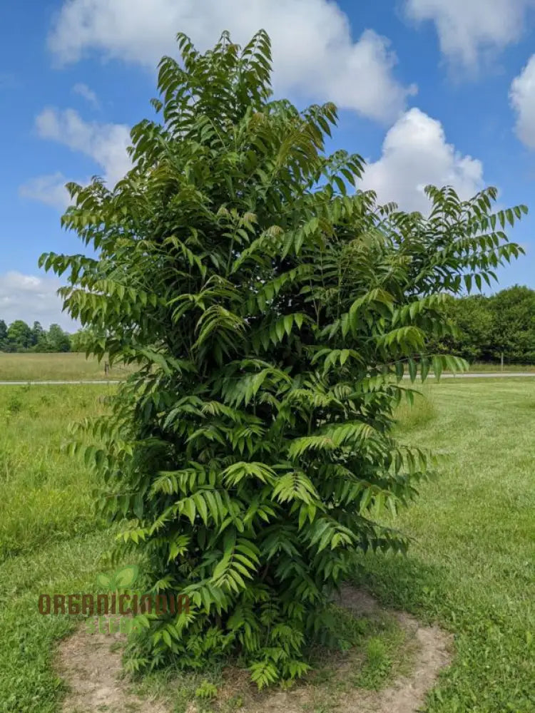 Fresh Green Toona Tree Seeds Grow Your Own Verdant Oasis With Premium Planting