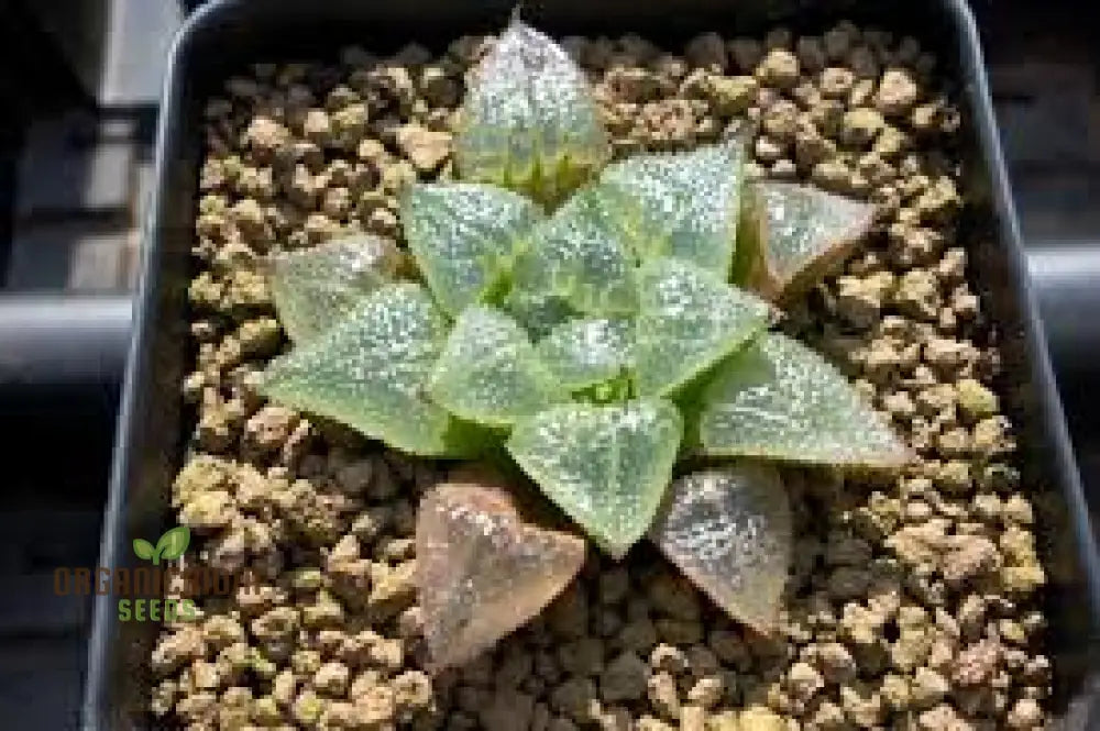 Fresh Haworthia Fusca Seed Pack Growing From Succulent Suppliers Plant Seeds