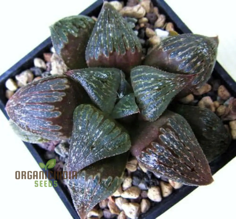 Fresh Haworthia Fusca Seed Pack Growing From Succulent Suppliers Plant Seeds