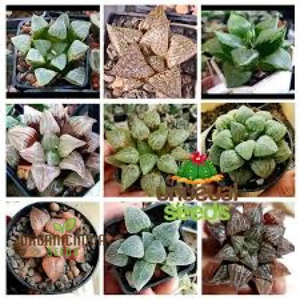 Fresh Haworthia Fusca Seed Pack Growing From Succulent Suppliers Plant Seeds