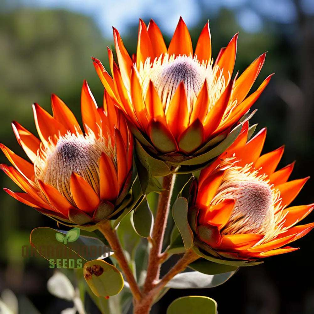 Fresh Orange Protea Flower Seeds - Exotic Blooms For Stunning Garden Displays Perennials