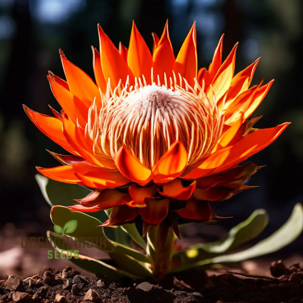 Fresh Orange Protea Flower Seeds - Exotic Blooms For Stunning Garden Displays Perennials