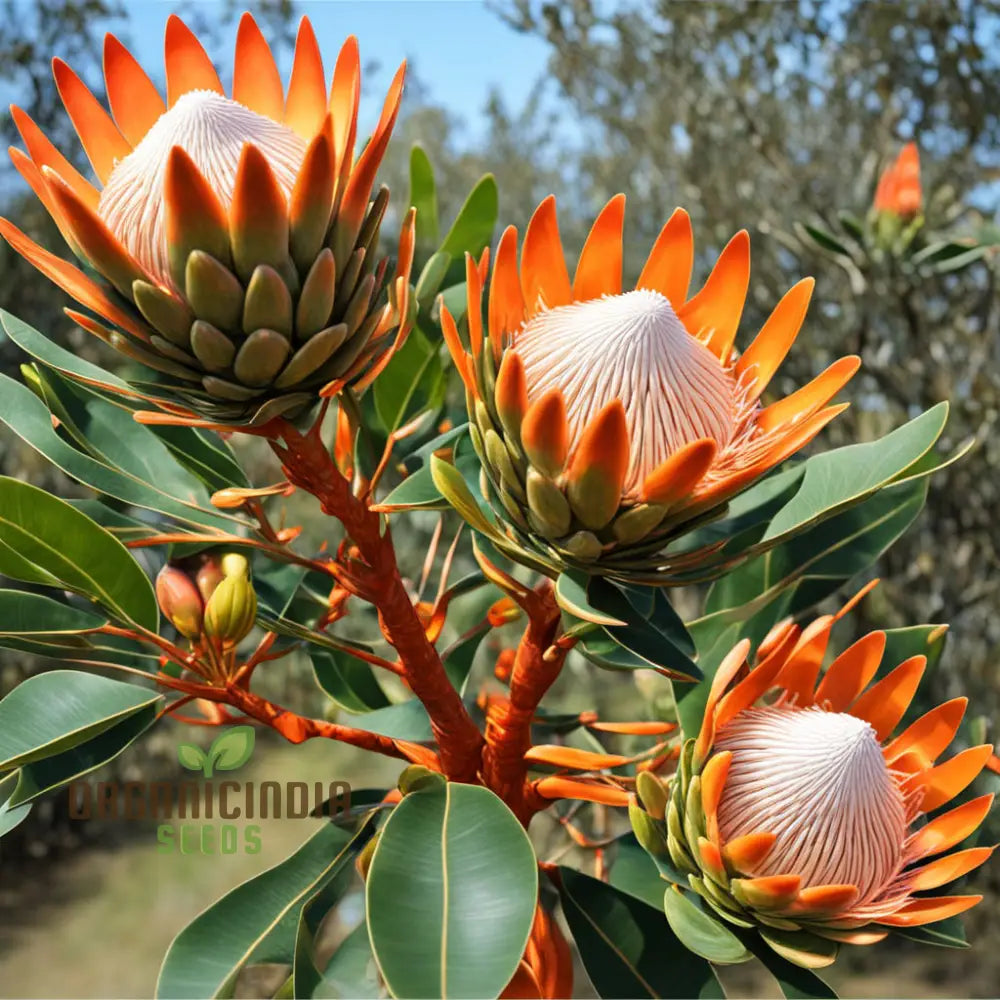 Fresh Orange Protea Flower Seeds - Exotic Blooms For Stunning Garden Displays Perennials