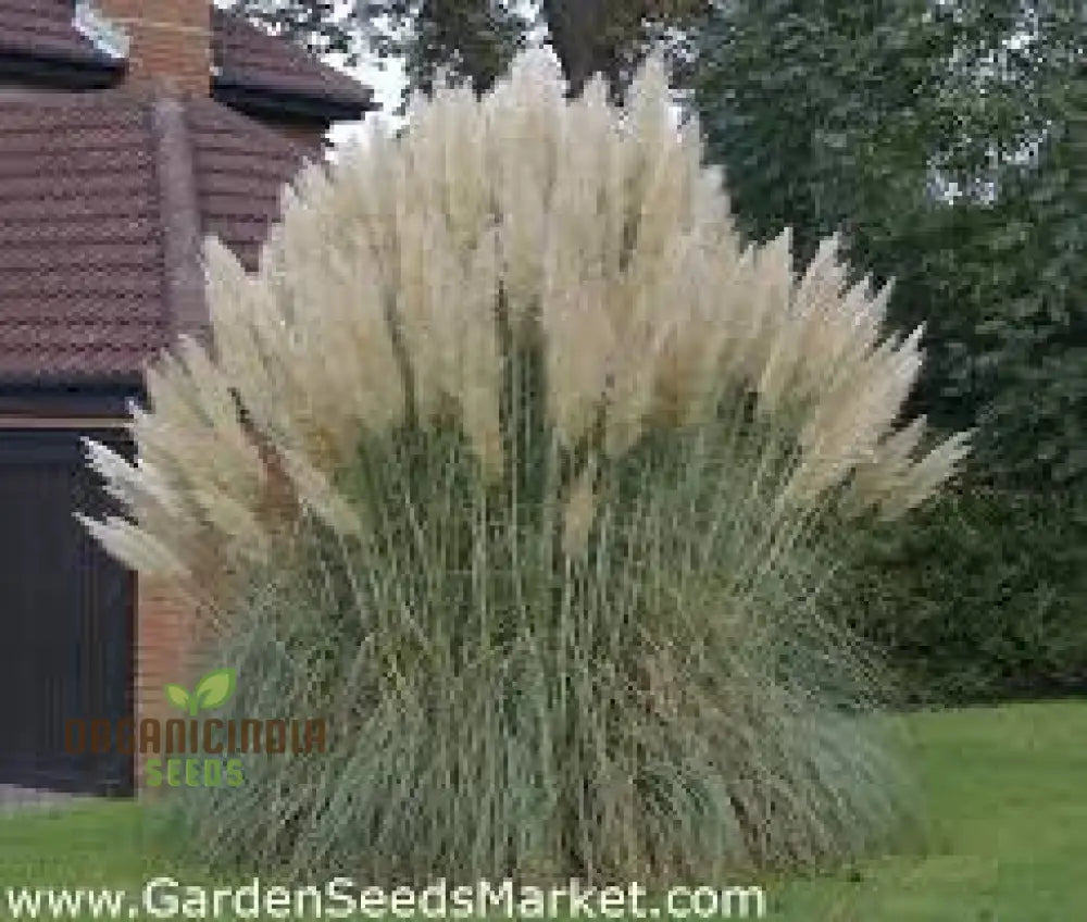 Fresh Pampas Plant Seeds Grass For Sale Buy Online Where To