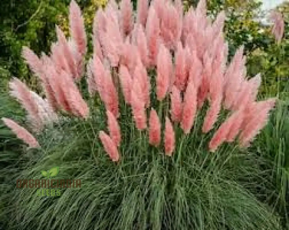 Fresh Pampas Plant Seeds Grass For Sale Buy Online Where To