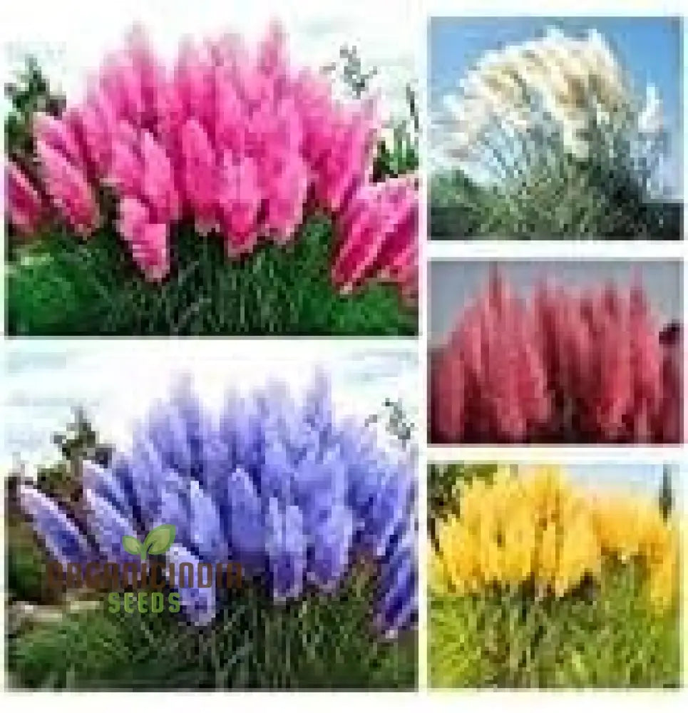 Fresh Pampas Plant Seeds Grass For Sale Buy Online Where To