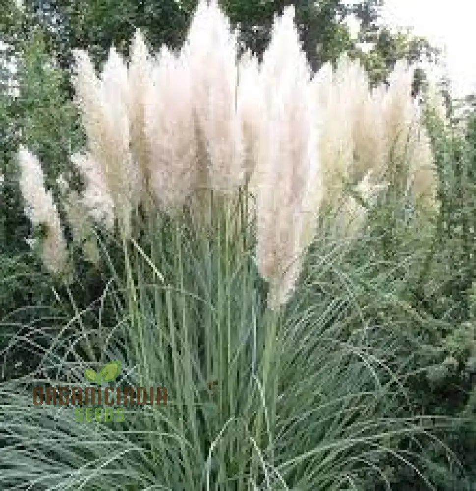 Fresh Pampas Plant Seeds Grass For Sale Buy Online Where To