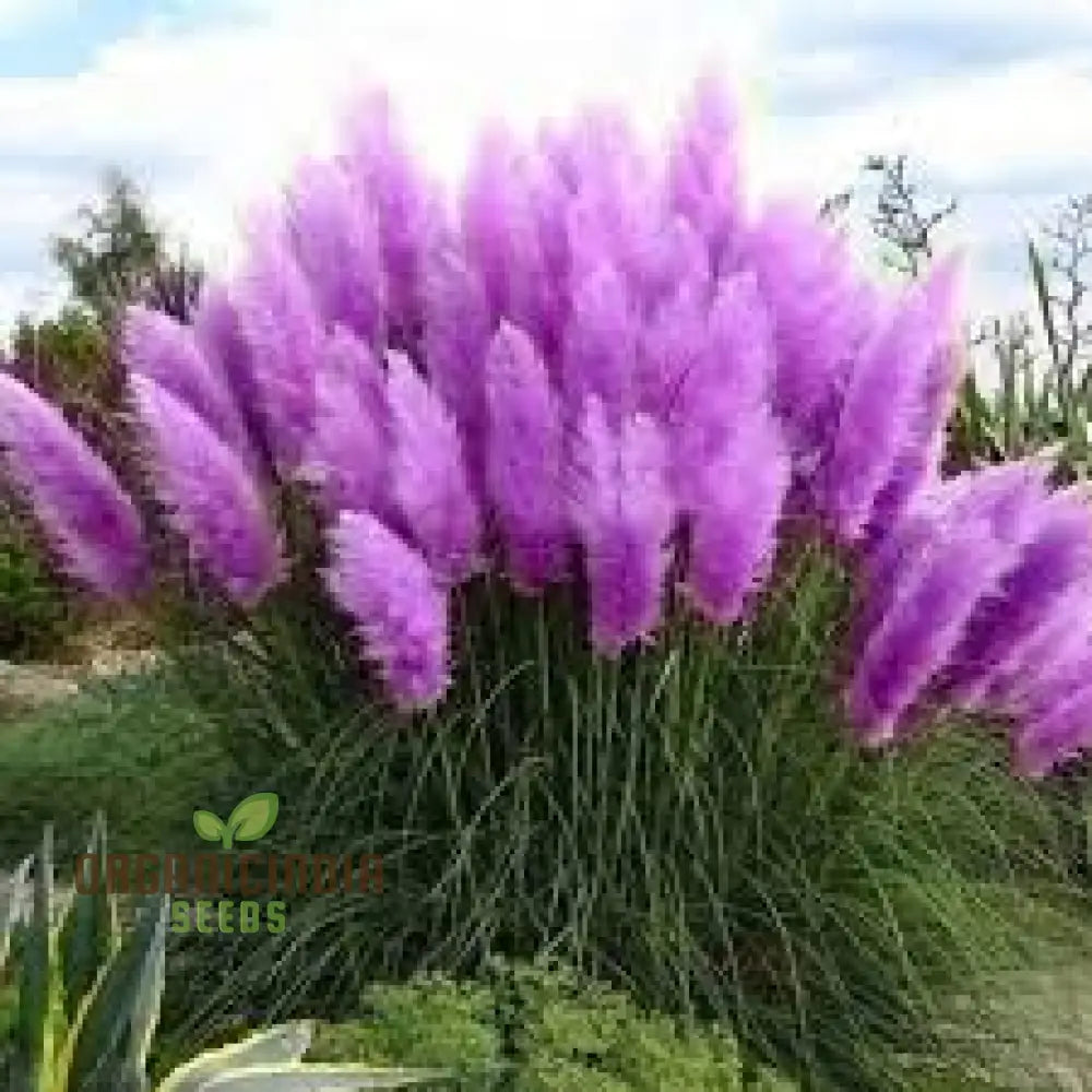 Fresh Pampas Plant Seeds Grass For Sale Buy Online Where To