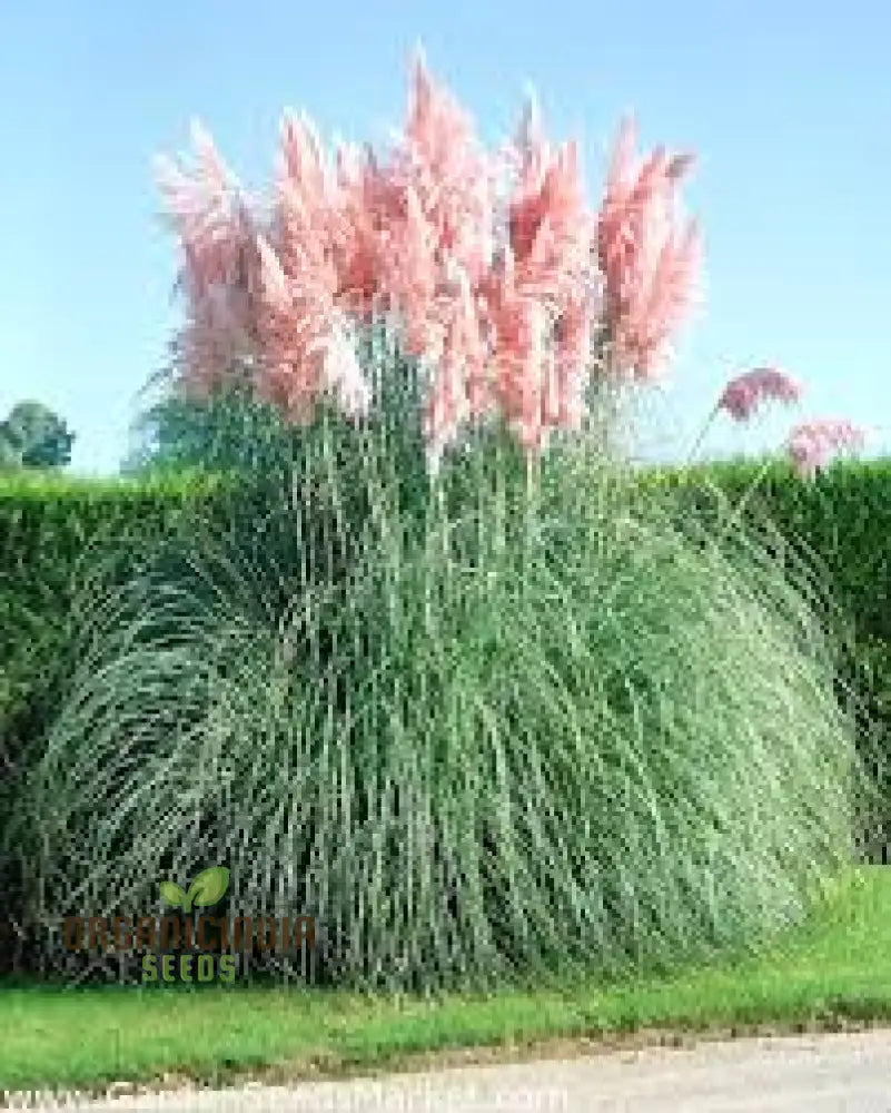 Fresh Pampas Plant Seeds Grass For Sale Buy Online Where To