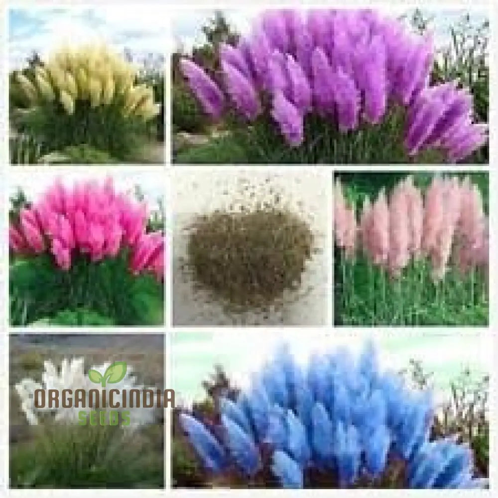 Fresh Pampas Plant Seeds Grass For Sale Buy Online Where To